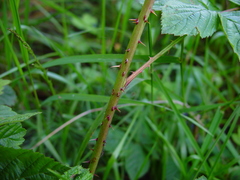 Rubus scissus