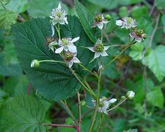Rubus scissus