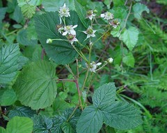 Rubus scissus