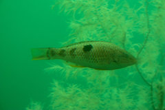 Notolabrus celidotus