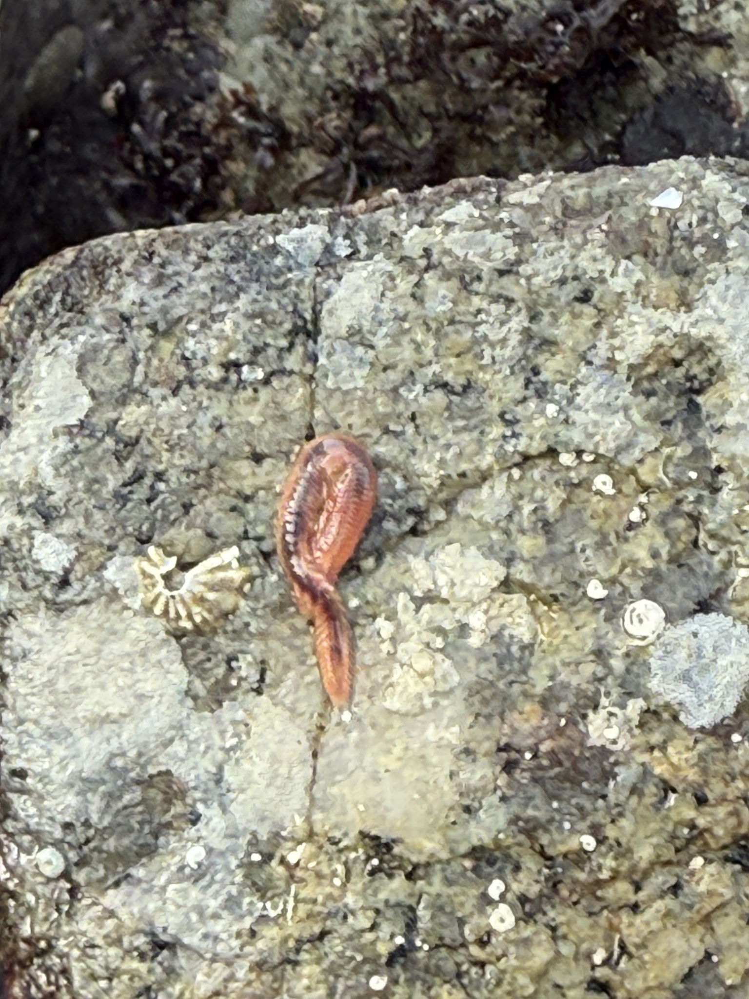 Pareurythoe californica (Johnson, 1897)