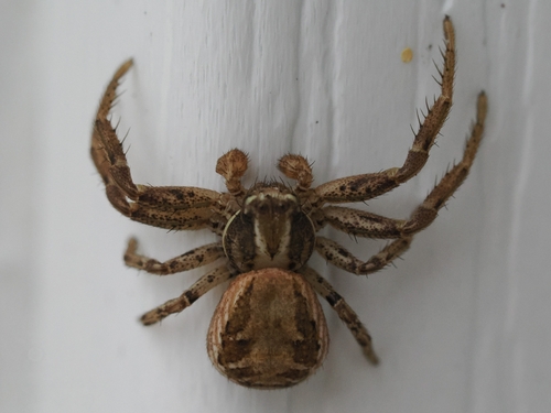Xysticus cristatus photo 4