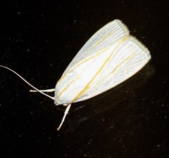 Cryptophasa flavolineata