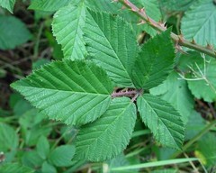 Rubus adspersus