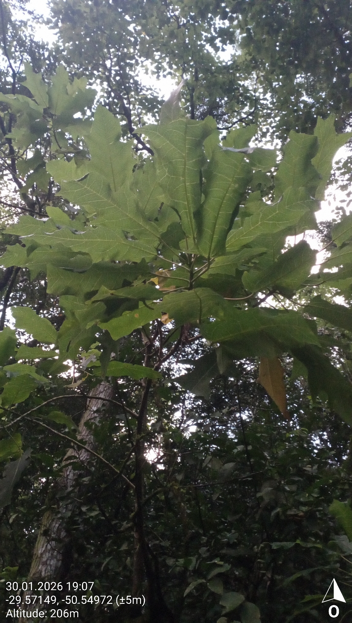 Carica lanceolata (Bolivian Papaya Tree)