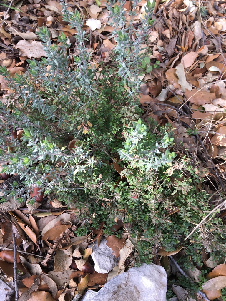 Thyme in flower with small pink-purple blooms