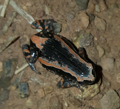 Phrynomantis bifasciatus