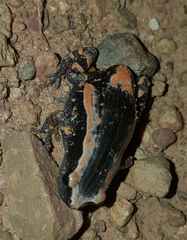 Phrynomantis bifasciatus