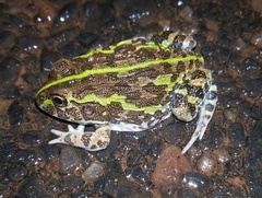 Pyxicephalus adspersus