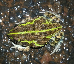 Pyxicephalus adspersus