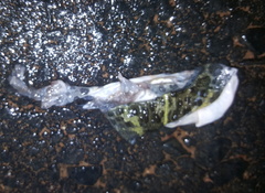 Pyxicephalus adspersus