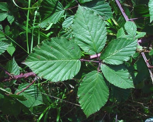 red-leaved bramble (Rubus adspersus)