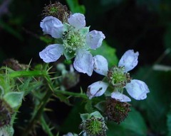 Rubus adspersus