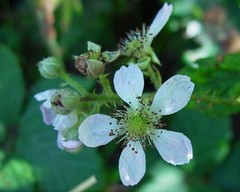 Rubus adspersus
