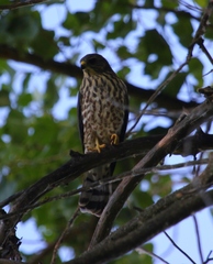 Accipiter brevipes