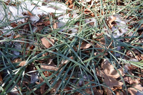 Ophiopogon japonicus