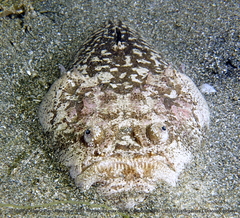 Uranoscopus sulphureus