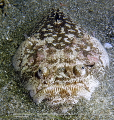 Uranoscopus sulphureus