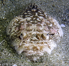 Uranoscopus sulphureus