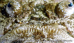 Uranoscopus sulphureus