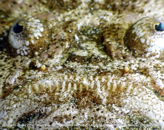 Uranoscopus sulphureus