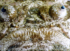 Uranoscopus sulphureus