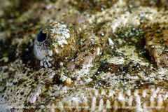 Uranoscopus sulphureus