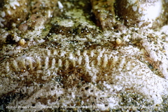 Uranoscopus sulphureus