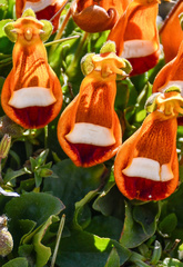 Calceolaria uniflora