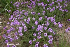 Glandularia dissecta