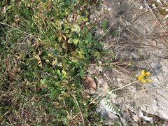 Anthyllis vulneraria