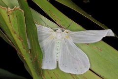 Genusa bigutta