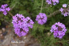 Glandularia dissecta