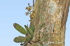 Trichocentrum pumilum