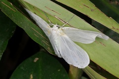 Genusa bigutta