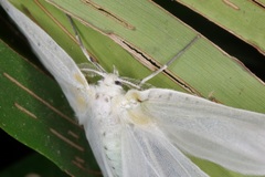 Genusa bigutta