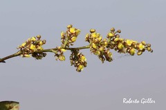 Trichocentrum pumilum