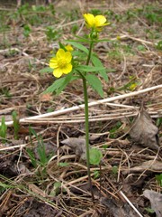 Ranunculus conspicuus