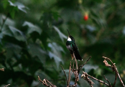 White-throated Hummingbird (Leucochloris albicollis), photo 6