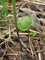 Ranunculus conspicuus