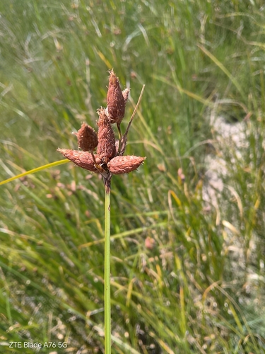 seacoast bulrush (Bolboschoenus robustus)