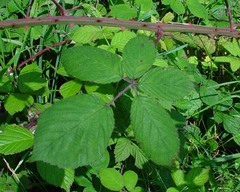 Rubus cumbrensis