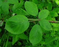 Rubus cumbrensis