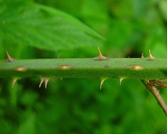 Rubus cumbrensis