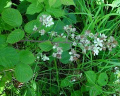 Rubus cumbrensis