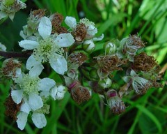 Rubus cumbrensis
