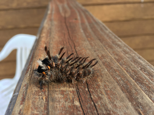 iNaturalist observation photo of Panthea