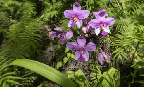 Spathoglottis plicata