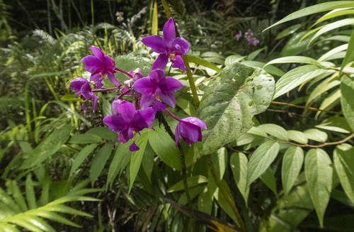 Spathoglottis plicata