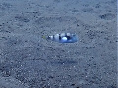 Iniistius aneitensis